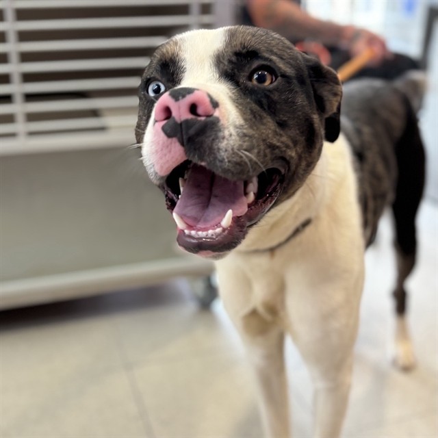 Shelter Stray Male Dog last seen PRATT AVE, Huntsville, AL 35805