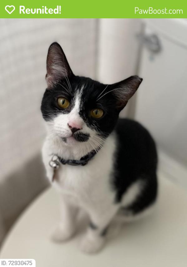 Reunited Female Cat last seen John Moore Road and Mitchell Drive, Brandon, FL 33511
