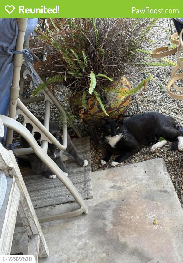 Reunited Male Cat last seen Montoya and S Vicentia Ave, Corona, CA 92882