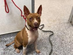 Shelter Stray Female Dog last seen CHARLOTTE, Charlotte, NC 28217