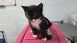 Shelter Stray Female Cat last seen CHARLOTTE, Charlotte, NC 28217