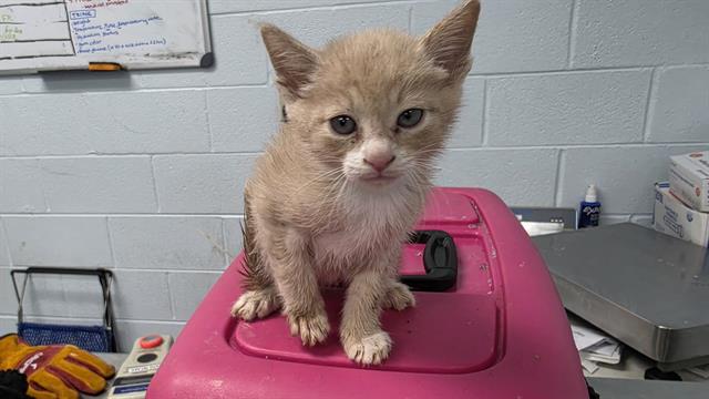 Shelter Stray Male Cat last seen CHARLOTTE, Charlotte, NC 28217