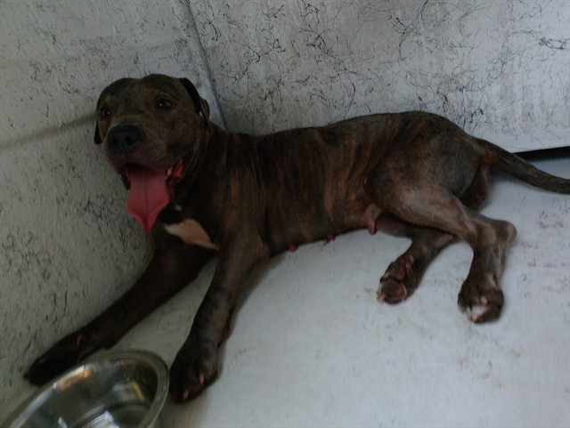 Shelter Stray Female Dog last seen Near BLOCK NW 6 ST, FORT LAUDERDALE FL 33311, Davie, FL 33312
