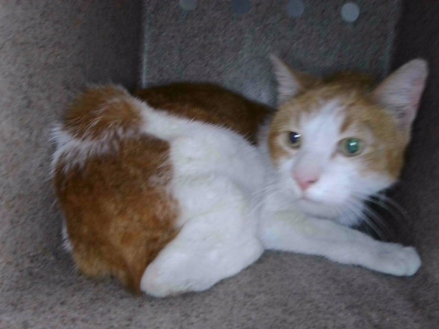 Shelter Stray Male Cat last seen , Irwindale, CA 91706