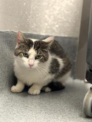Shelter Stray Male Cat last seen Near , Indianapolis, IN 46221