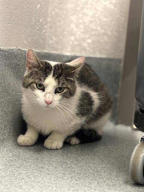 Shelter Stray Male Cat last seen Near , Indianapolis, IN 46221