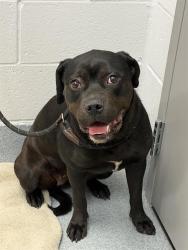 Shelter Stray Female Dog last seen Near , Indianapolis, IN 46221