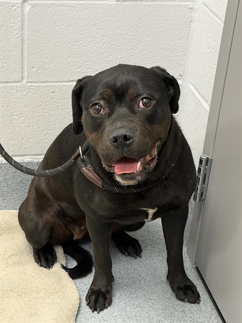 Shelter Stray Female Dog last seen Near , Indianapolis, IN 46221