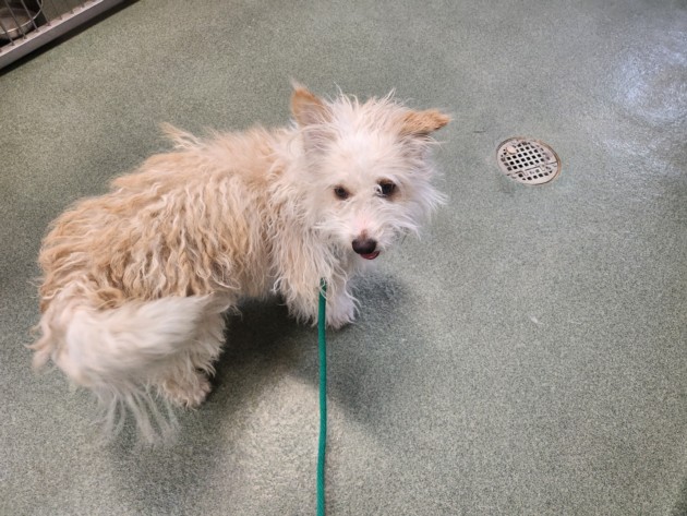 Shelter Stray Male Dog last seen CALLE NUEVA VISTA & ZEPOL RD  SANTA FE NM 87507, Santa Fe, NM 87507