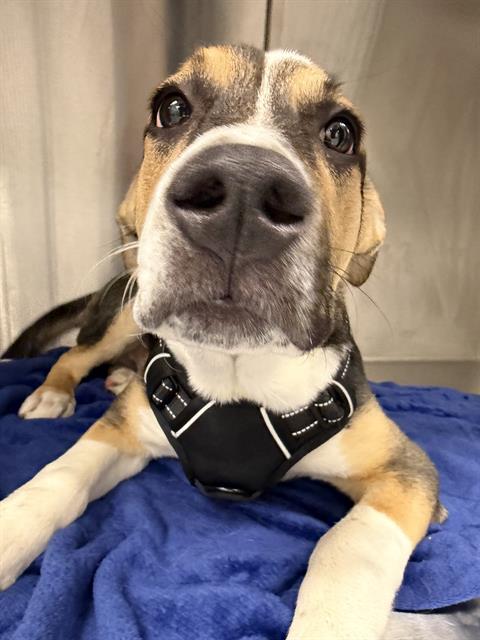 Shelter Stray Male Dog last seen Near , Indianapolis, IN 46221