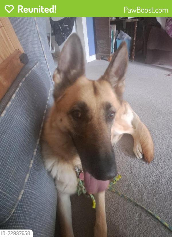 Reunited Female Dog last seen Security Blvd & Esther Drive, Colorado Springs, CO 80911