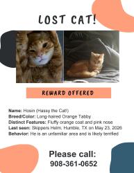 Lost Male Cat last seen Skippers Helm, Atascocita, TX 77346