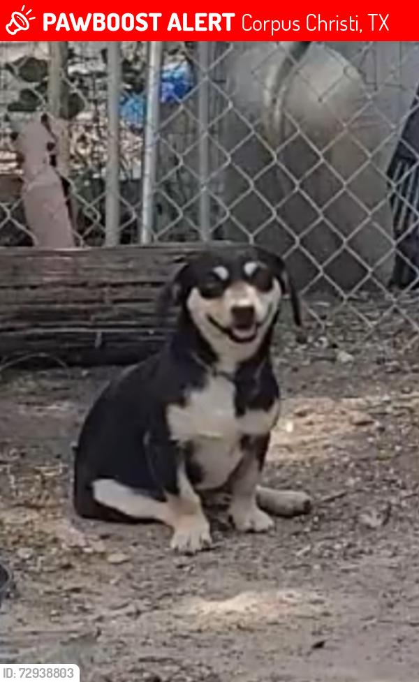 Lost Male Dog last seen Navarro nieghbor hood, Corpus Christi, TX 78401