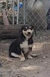 Lost Male Dog last seen Navarro nieghbor hood, Corpus Christi, TX 78401