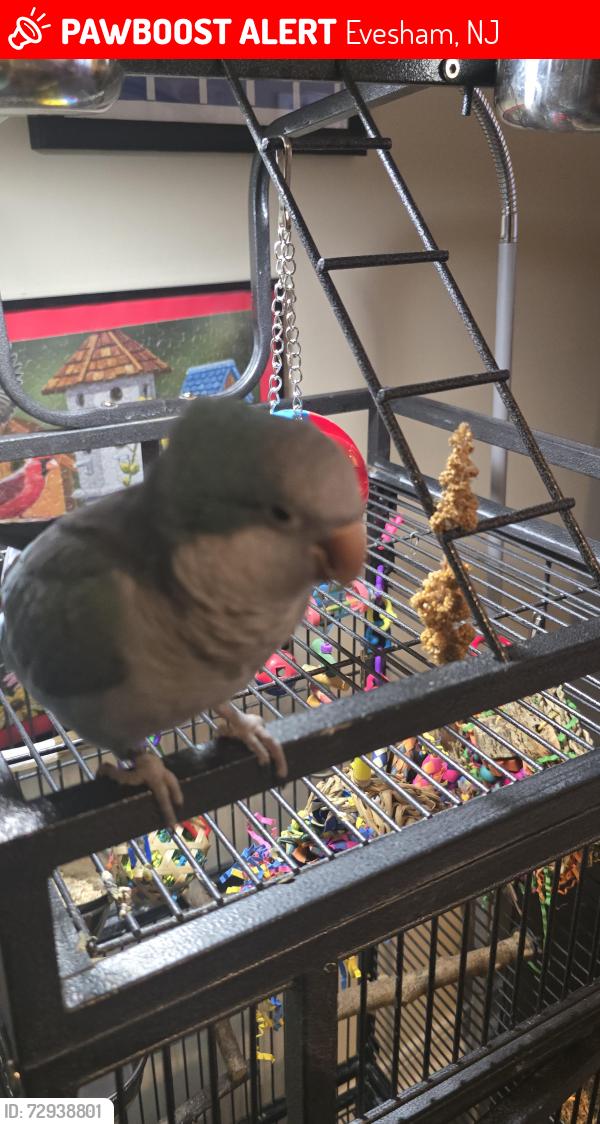 Lost Female Bird last seen Old Orchard, Cherry Hill, Evesham, NJ 08053
