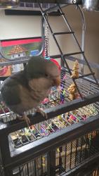 Lost Female Bird last seen Old Orchard, Cherry Hill, Evesham, NJ 08053