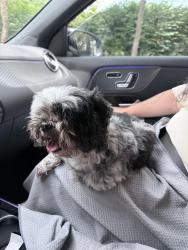 Found/Stray Female Dog last seen Whitehead place drive, Gwinnett County, GA 30043