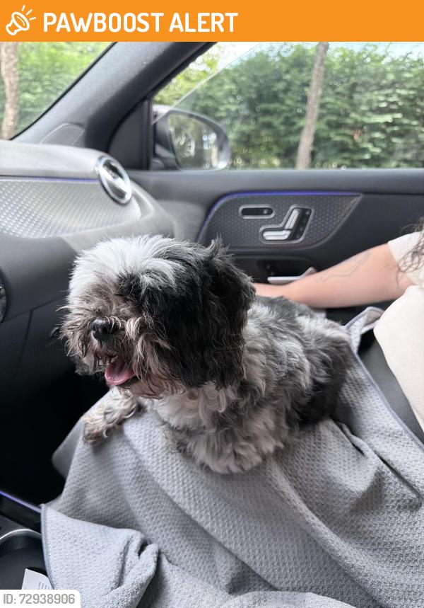 Found/Stray Female Dog last seen Whitehead place drive, Gwinnett County, GA 30043