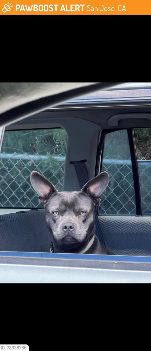 Found/Stray Male Dog last seen Corner at S. White Rd & Mt. Vista Rd, San Jose, San Jose, CA 95127