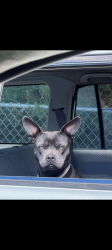 Found/Stray Male Dog last seen Corner at S. White Rd & Mt. Vista Rd, San Jose, San Jose, CA 95127