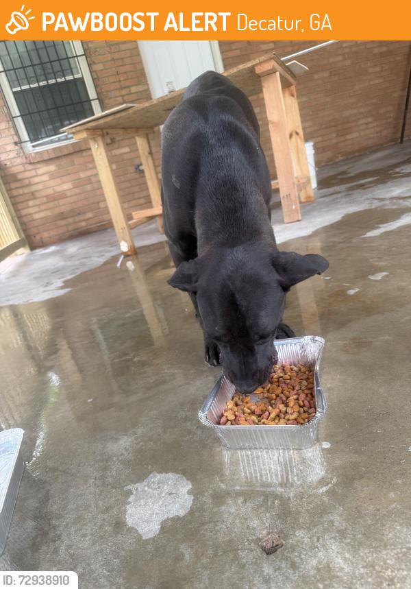 Found/Stray Unknown Dog last seen Across from Columbia elementary school , Decatur, GA 30032