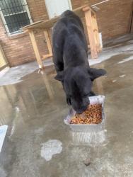 Found/Stray Unknown Dog last seen Across from Columbia elementary school , Decatur, GA 30032