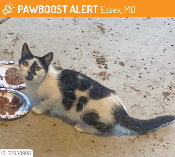 Found/Stray Unknown Cat last seen Hilltop, Middleborough rd, Essex, MD 21221