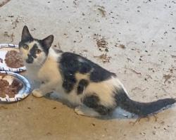 Found/Stray Unknown Cat last seen Hilltop, Middleborough rd, Essex, MD 21221