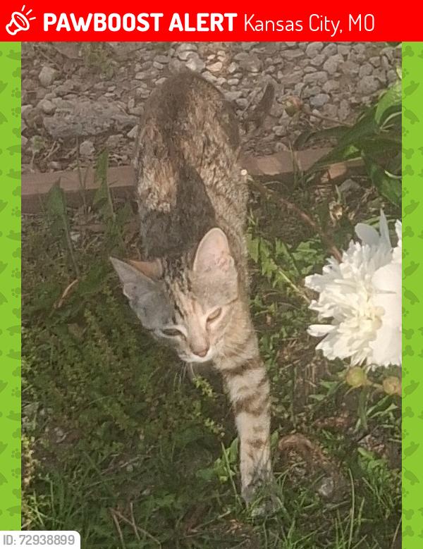 Lost Female Cat last seen 63rd and N. Lenox Ave., Kansas City, MO 64151