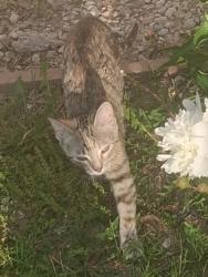Lost Female Cat last seen 63rd and N. Lenox Ave., Kansas City, MO 64151