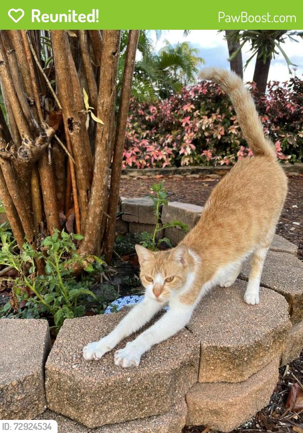 Reunited Female Cat last seen Commercial Blvd. and 18th Ave., Oakland Park, FL 33334