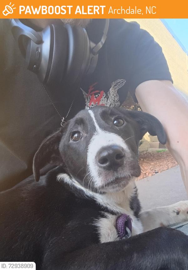 Found/Stray Female Dog last seen Archdale , Archdale, NC 27263