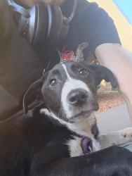 Found/Stray Female Dog last seen Archdale , Archdale, NC 27263