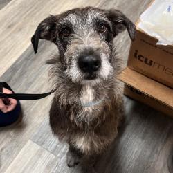 Found/Stray Male Dog last seen Utopia Drive , Ferry Pass, FL 32514