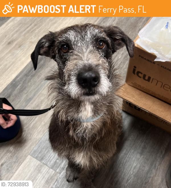 Found/Stray Male Dog last seen Utopia Drive , Ferry Pass, FL 32514