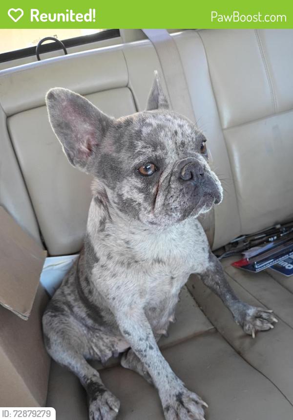 Reunited Female Dog last seen Near Shepherd ln, Dallas, TX 75253