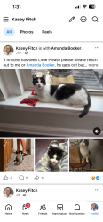 Lost Male Cat last seen Philadelphia close to Marathon , Covington, KY 41011