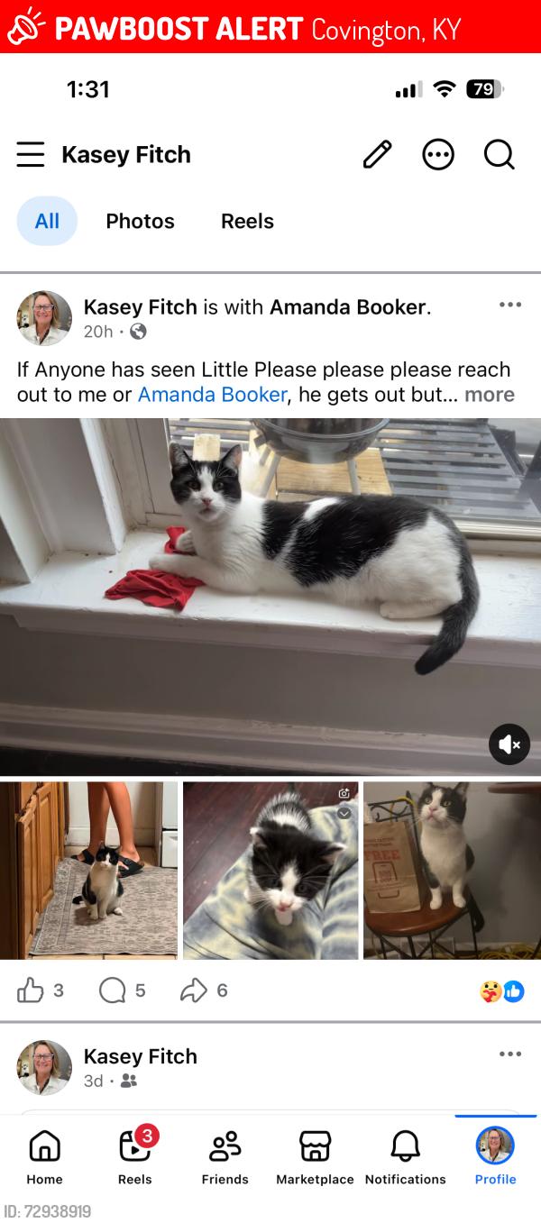 Lost Male Cat last seen Philadelphia close to Marathon , Covington, KY 41011