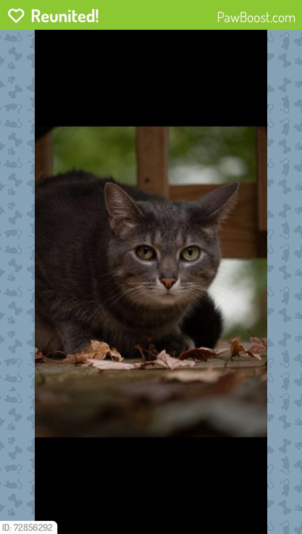 Reunited Female Cat last seen Elm Ct , Reading, OH 45215