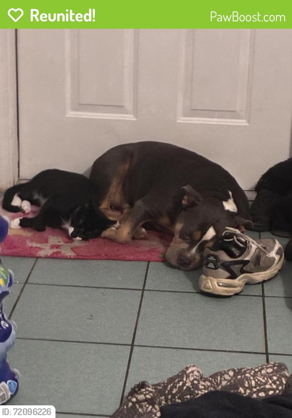 Reunited Female Dog last seen Near 56th ave e dr, Bradenton, FL 34203