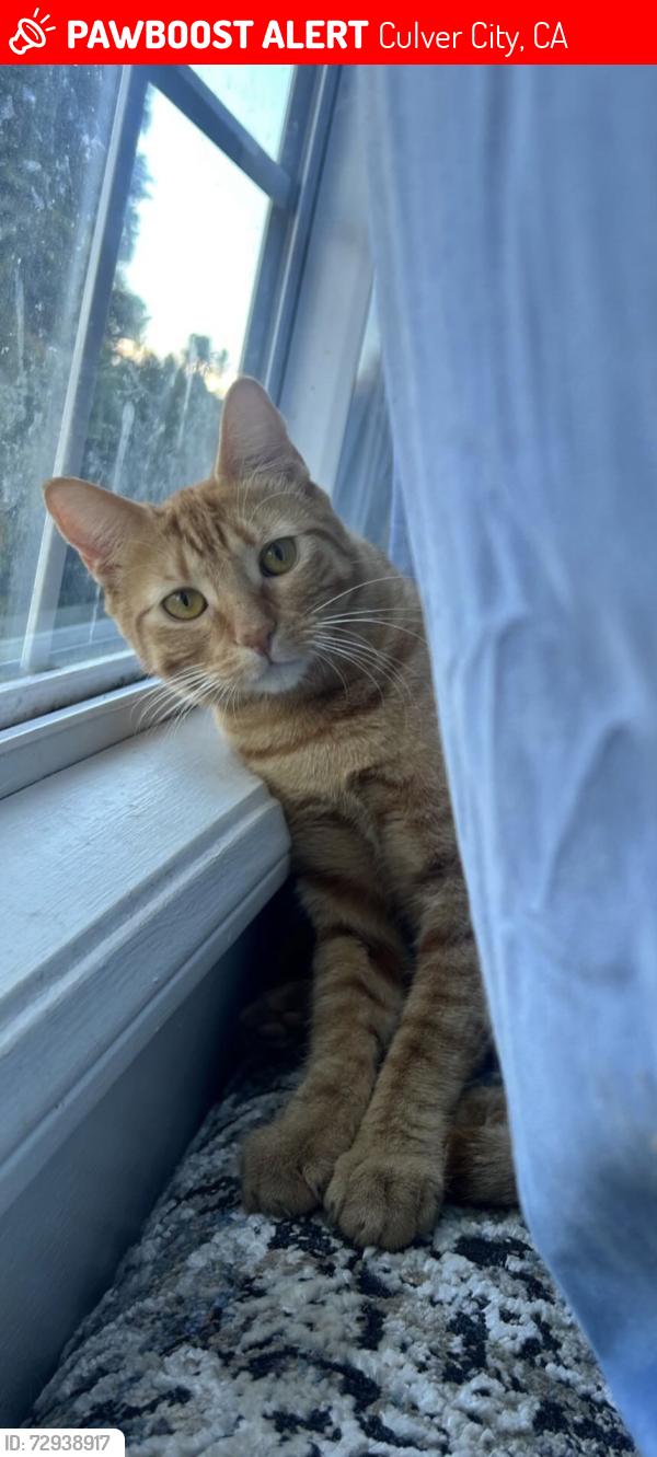 Lost Male Cat last seen Near Huron ave, Culver City, CA 90232