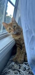 Lost Male Cat last seen Near Huron ave, Culver City, CA 90232
