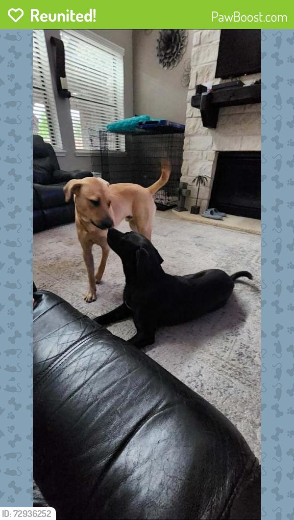 Reunited Male Dog last seen Lake Vista in Village Creek Subdivision, Harris County, TX 77377