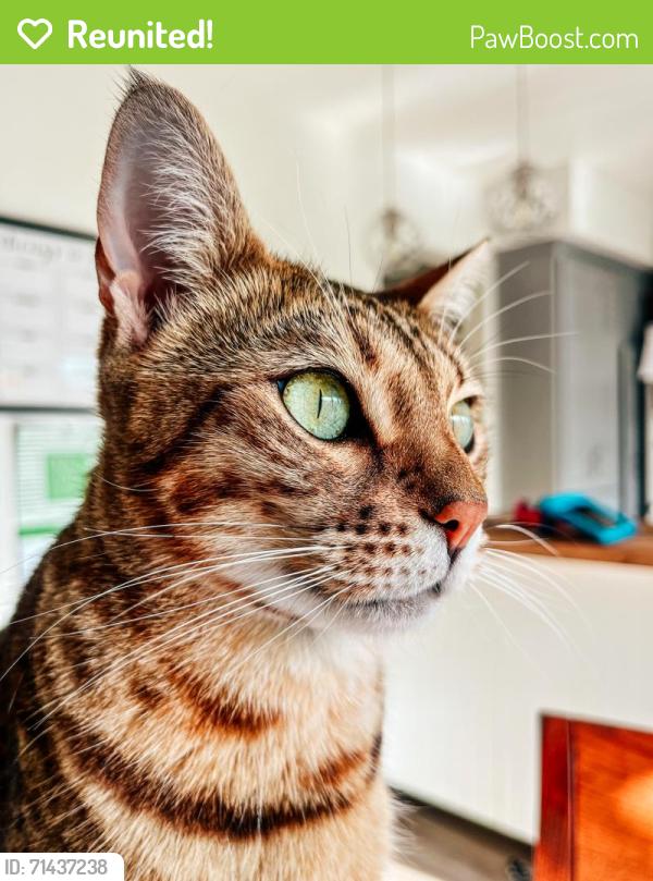 Reunited Female Cat last seen Brookhurst St, or Tiburon Community, Fountain Valley, CA 92708