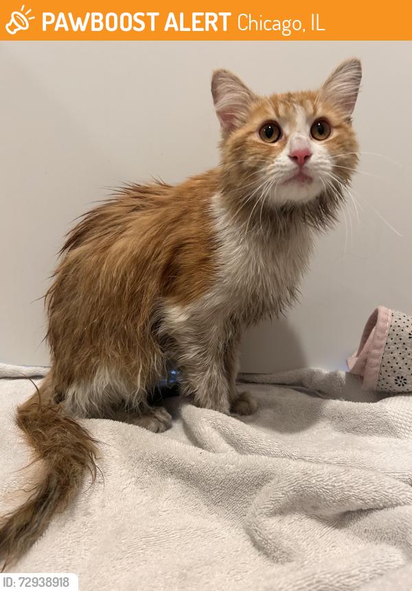 Found/Stray Unknown Cat last seen Bushes of Dog Area by Atrio apmts, Chicago, IL 60612