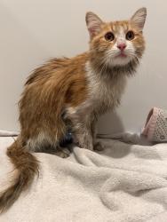 Found/Stray Unknown Cat last seen Bushes of Dog Area by Atrio apmts, Chicago, IL 60612
