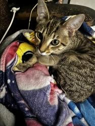 Lost Female Cat last seen Milligan college , Johnson City, TN 37601