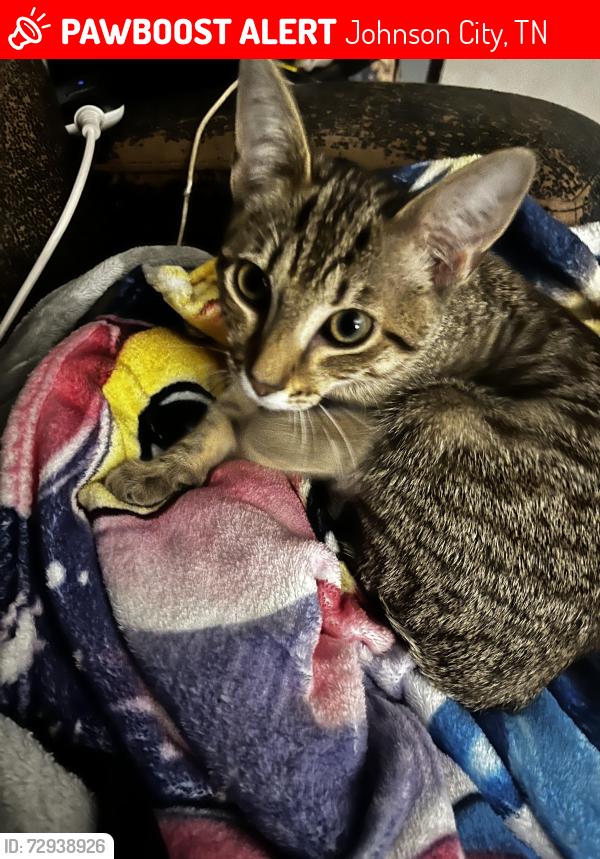 Lost Female Cat last seen Milligan college , Johnson City, TN 37601