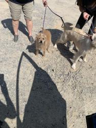 Lost Female Dog last seen Near Woodland Hills w, Columbia, SC 29210