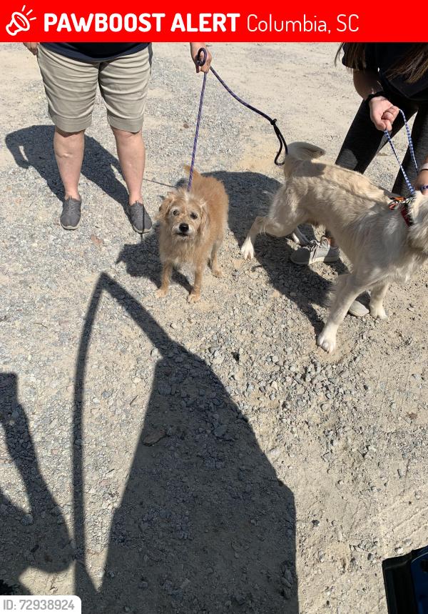 Lost Female Dog last seen Near Woodland Hills w, Columbia, SC 29210